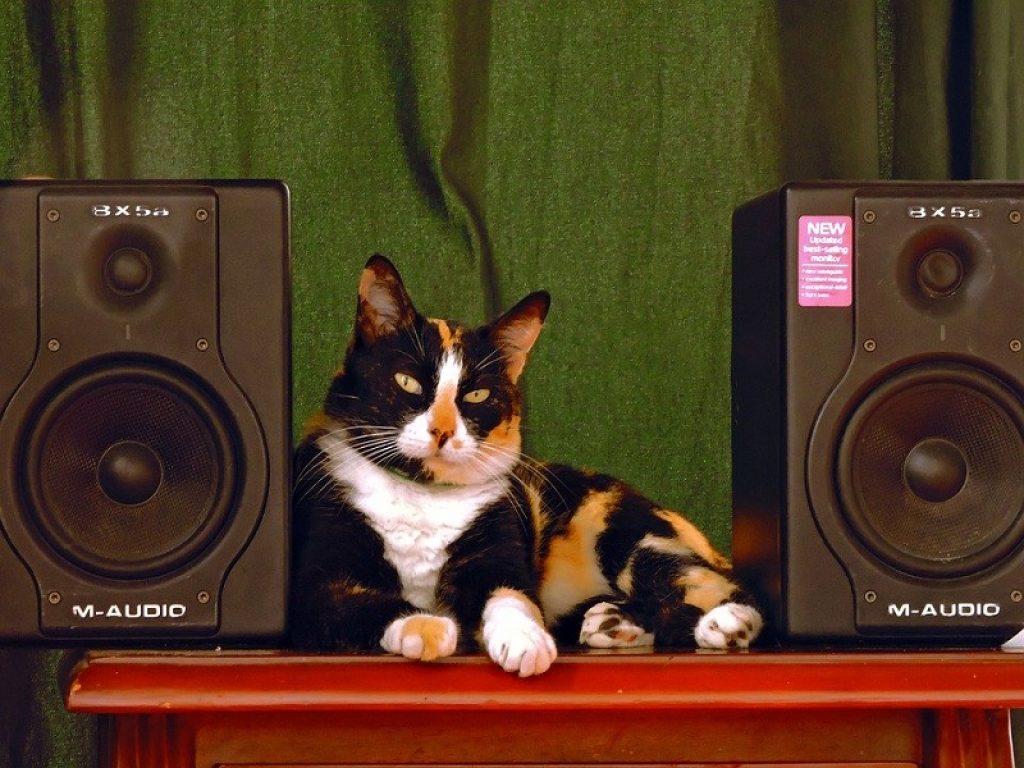 Gli animali amano la musica: su Spotify la playlist dedicata a cani e gatti. Scopri la canzone giusta per il tuo amico a quattro zampe