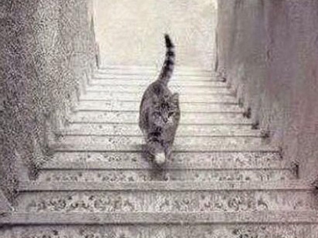 Questo gatto sta salendo o scendendo le scale? La risposta alla domanda fa da anni discutere milioni di persone nel mondo