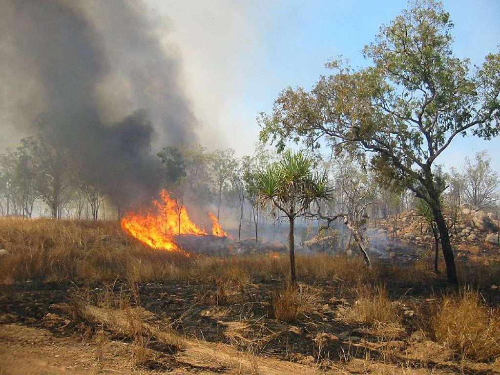 In Australia un anno dopo gli incendi 49 specie hanno perso l'80% del loro habitat secondo un primo studio del governo australiano