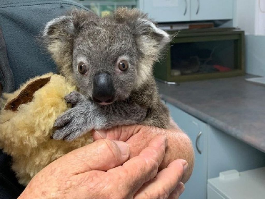Keli, il cucciolo di koala sopravvissuto all’inferno