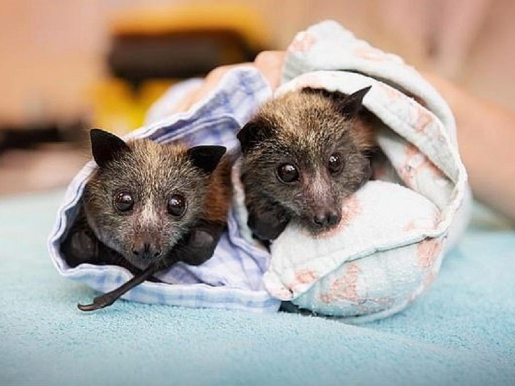 Australia, la dolcezza dei pipistrelli salvati dalle fiamme. Finora gli incendi hanno causato almeno 25 morti, distrutto 2.000 case e ucciso circa 500 milioni di animali