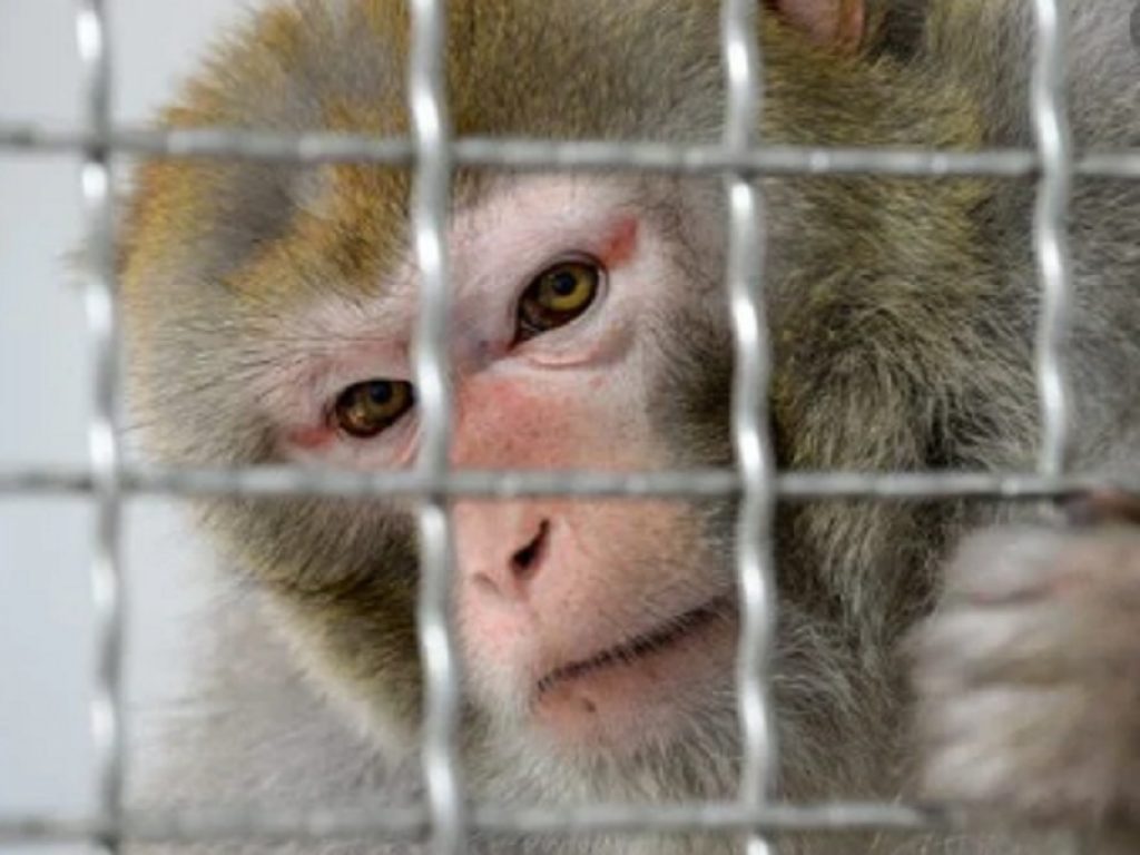 Il Consiglio di Stato sospende la sperimentazione animale su macachi nell'ambito di un progetto delle Università di Torino e Parma sui deficit visivi umani
