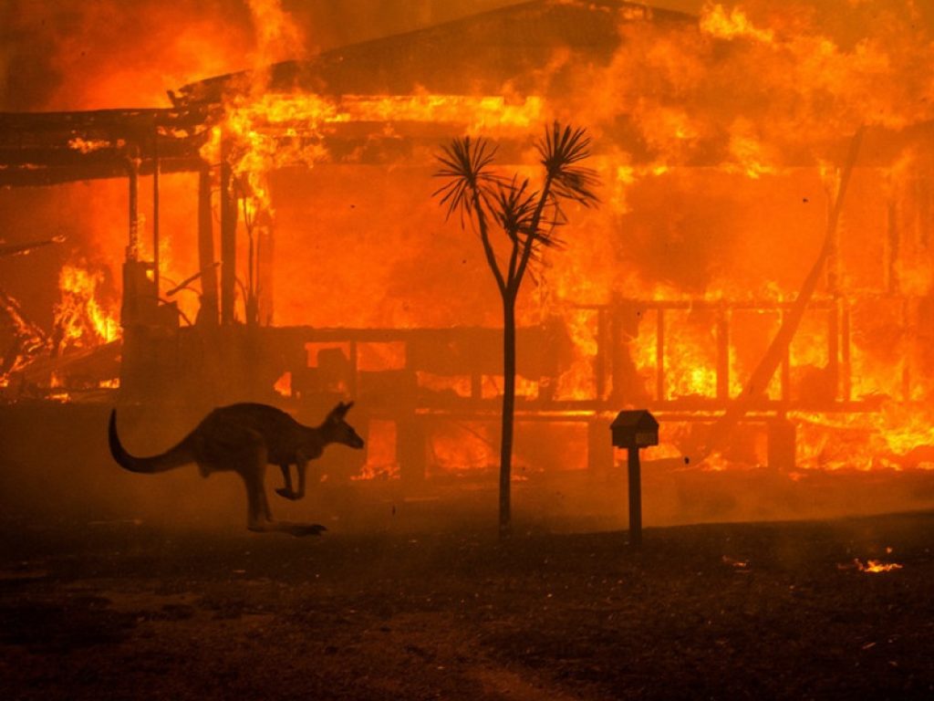 Incendi in Australia: gli alberi bruciano e la fauna selvatica, dai Koala al Potoroo, dai canguri ai vombati, soffre terribilmente