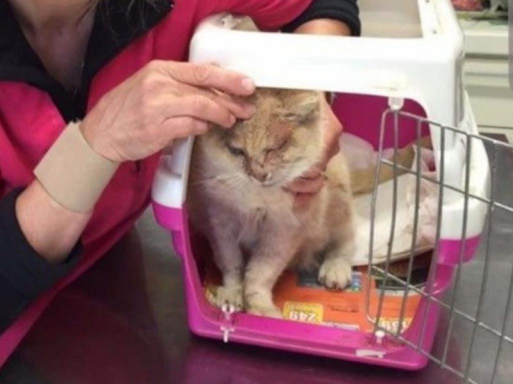 Micia, la gatta più anziana d'Italia, vive da 32 anni a Venturina in provincia di Livorno: prende l’arnica per i dolori e i fiori di Bach