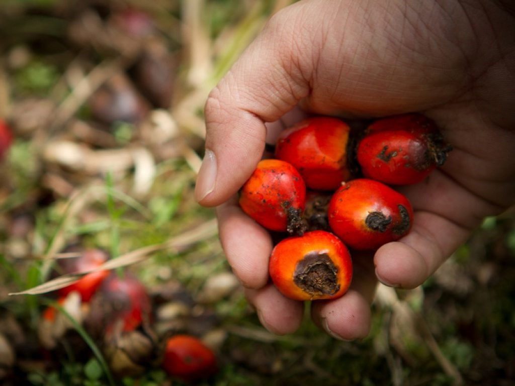 Olio di palma sostenibile: molte aziende che hanno intrapreso questa strada sono in difficoltà secondo il Palm Oil Buyers Scorecard del WWF