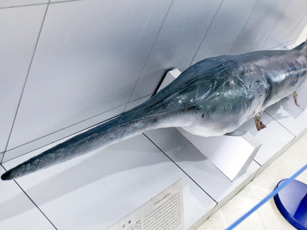 Il pesce spada cinese si è estinto: la specie riusciva a sopravvivere da 200 milioni di anni ma ora la pesca eccessiva e le dighe ne hanno decretato la fine