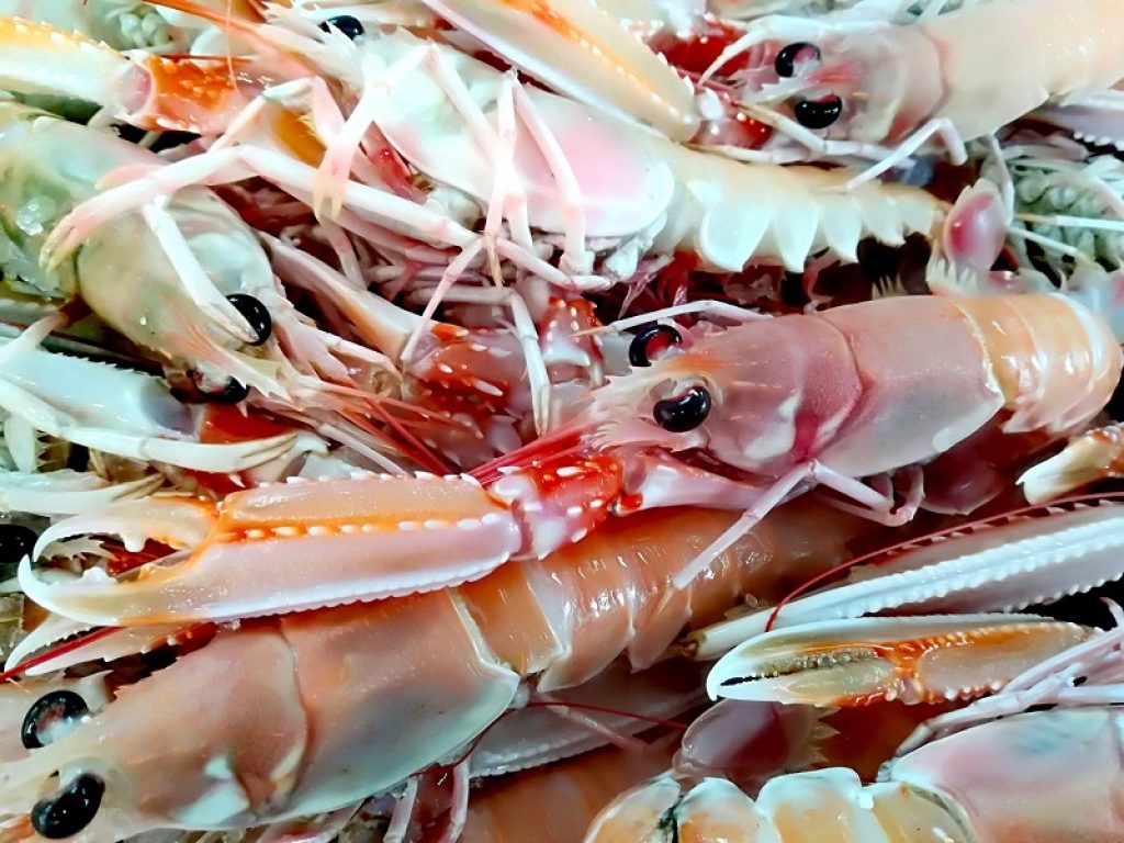 Inquinamento da plastica nei nostri mari: trovate microplastiche in scampi e gamberi pescati in Sardegna. I risultati di una ricerca italiana