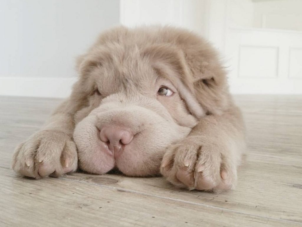 Tonkey, lo Shar Pei “bear coat” più tenero e seguito di Instagram: il suo account ha raggiunto la bellezza di oltre 330mila follower