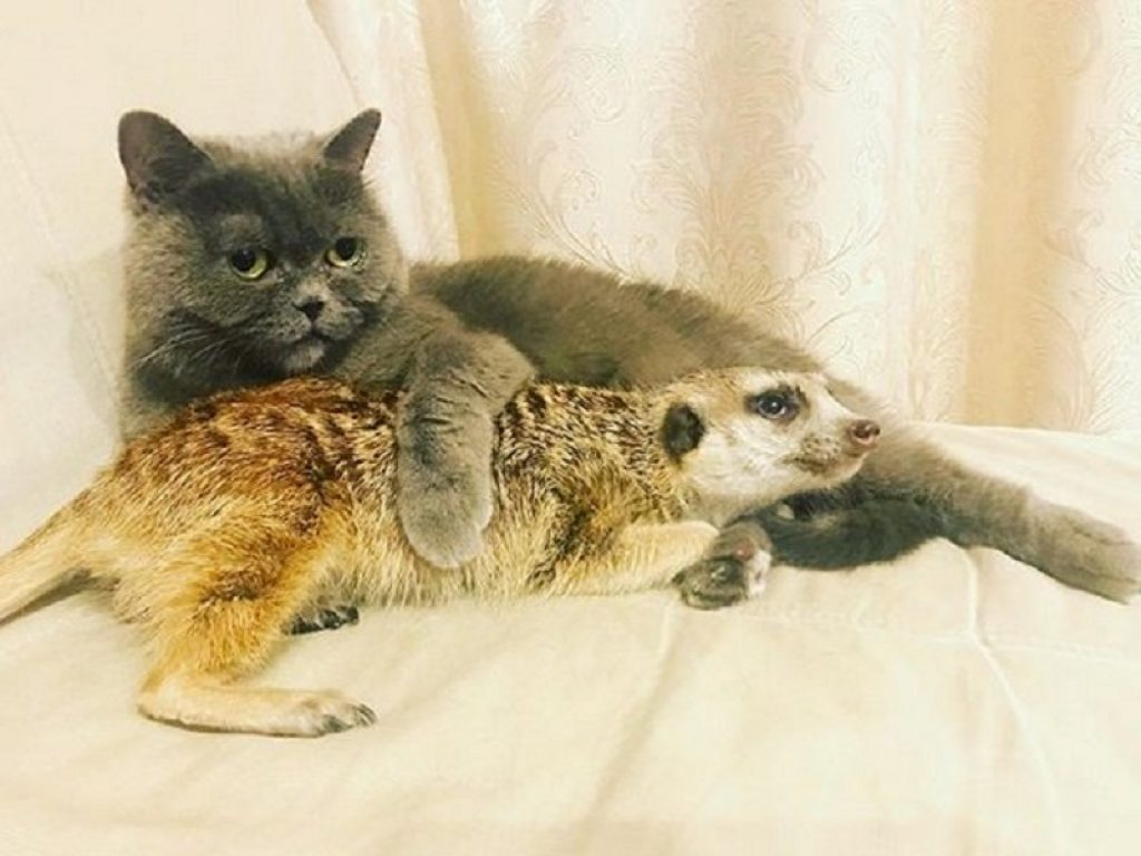 Il gatto e il suricato inseparabili: la tenera amicizia tra Nice e Surya che vivono felici a San Pietroburgo