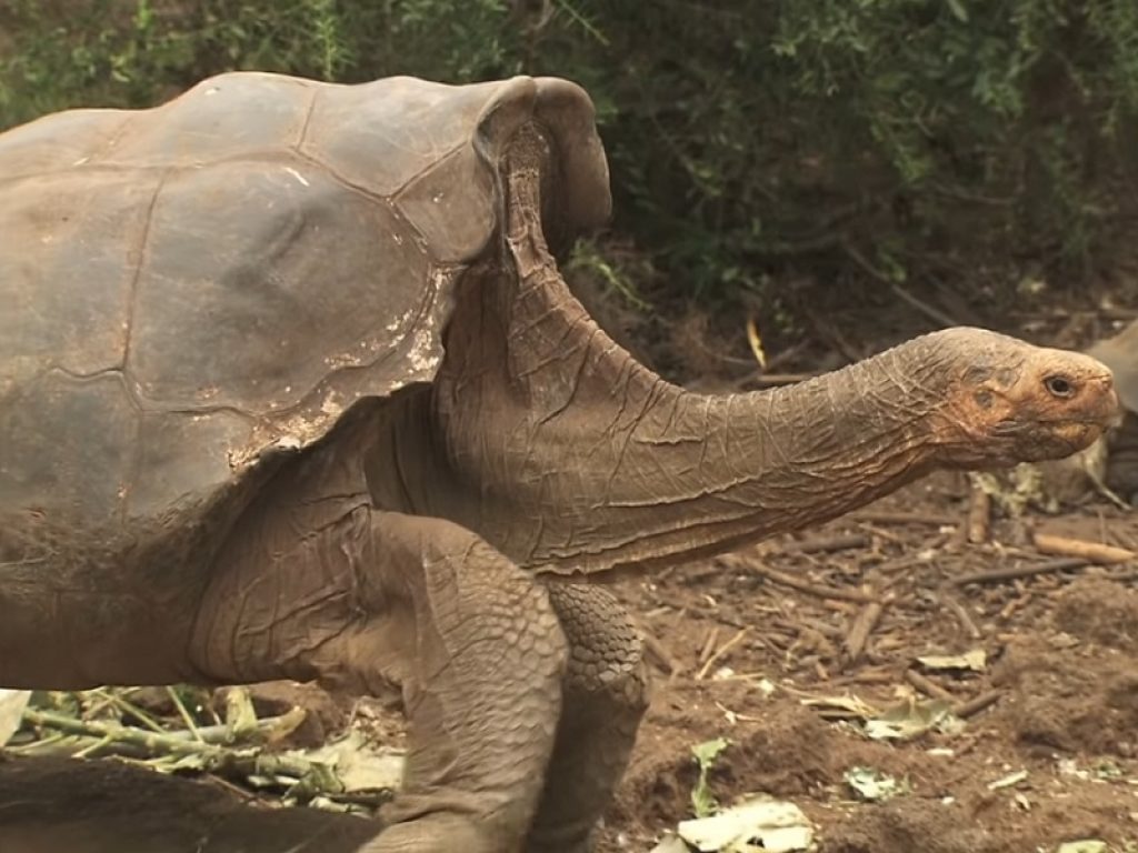 La tartaruga Diego ha salvato la sua specie grazie alla libido e ora va in pensione: in 40 anni si pensa che abbia generato almeno 800 discendenti