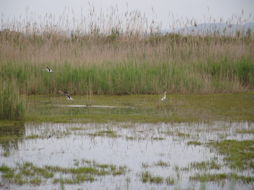 Il celebre monumento naturale della Palude di Torre Flavia torna tutto accessibile grazie alla collaborazione tra Arsial e Città Metropolitana