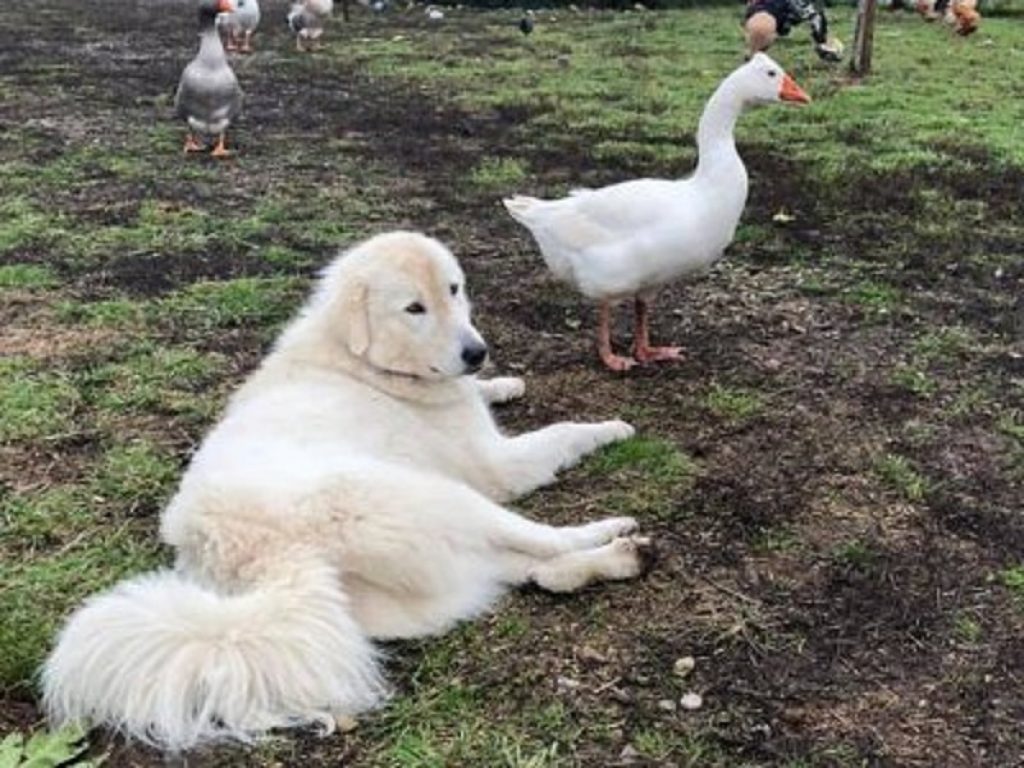 Il maremmano e l'oca, la strana coppia del canile di Monza