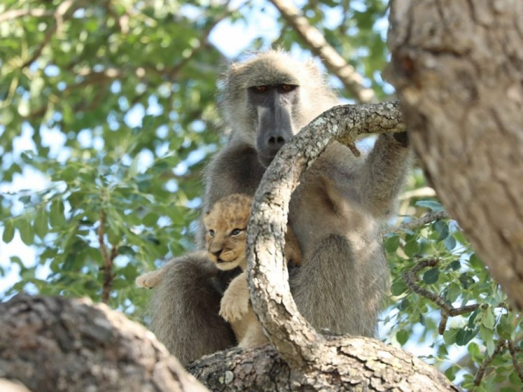 Il VIDEO del babbuino che rapisce il cucciolo di leone non ha un lieto fine: la natura sa essere crudele spiegano le guide di Kurt Safari