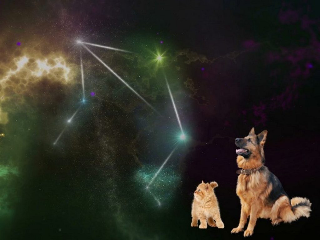 Astrologia animale: ecco i segni zodiacali di cani e gatti. Un modo divertente per scoprire la personalità dei nostri amici a quattro zampe