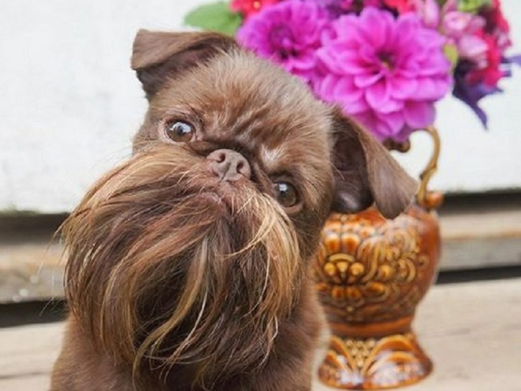 Nuts, il cane ‘hipster’ con la barba