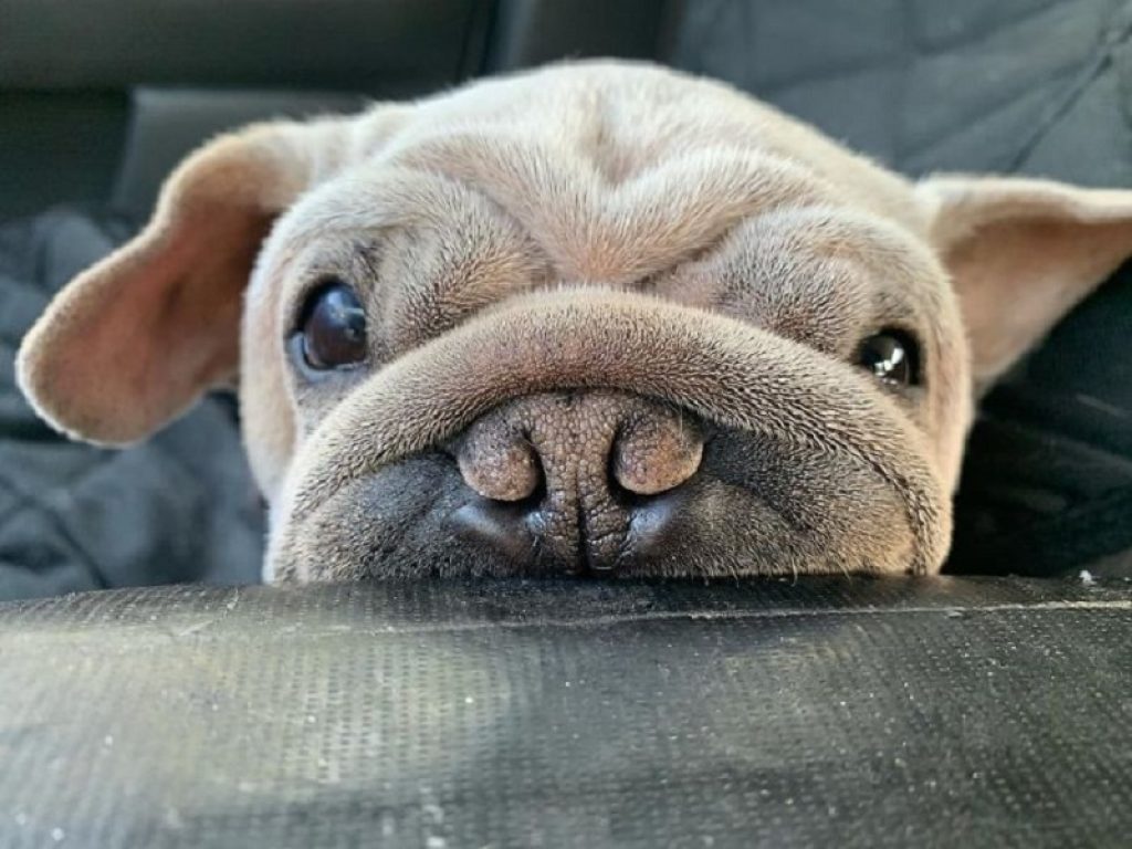 La nuova vita di Mork, il cucciolo salvato dal commercio di carne di cane in Cina: oggi è amato e coccolato, ma combatte ancora per la sua salute