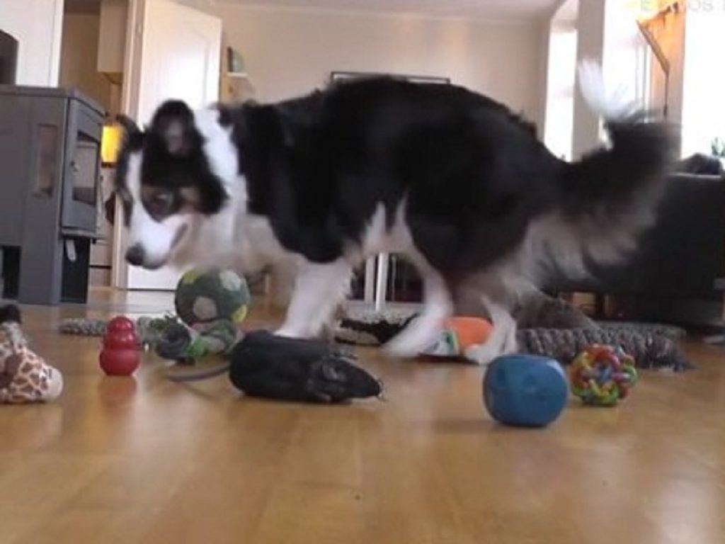 Nei cani la sensibilità di base alle informazioni numeriche è innata: lo ha dimostrato il test dei puntini dell’Emory University di Atlanta