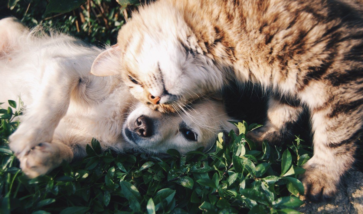 Cani e gatti stress corsicef