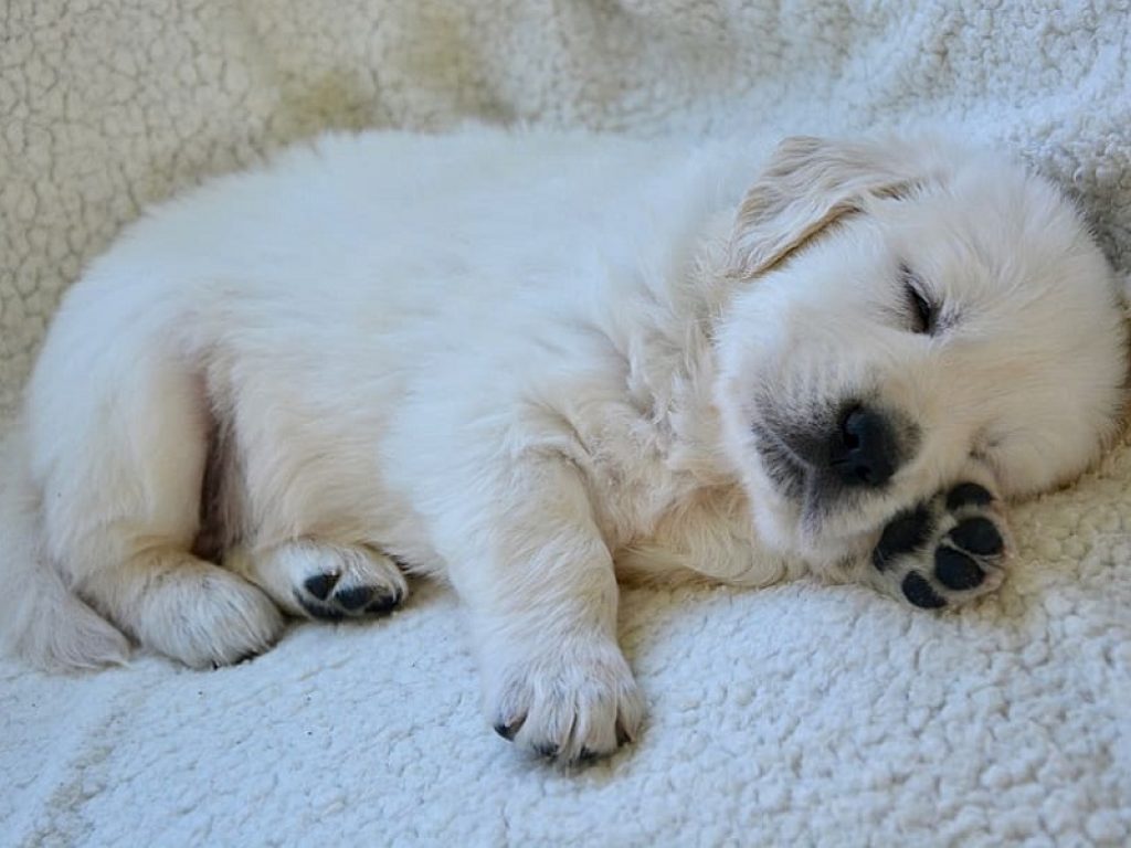 Come dorme il cane: sul fianco, a ciambella, come il leone. Le posizioni del sonno possono dirci molto sul loro stato d'animo