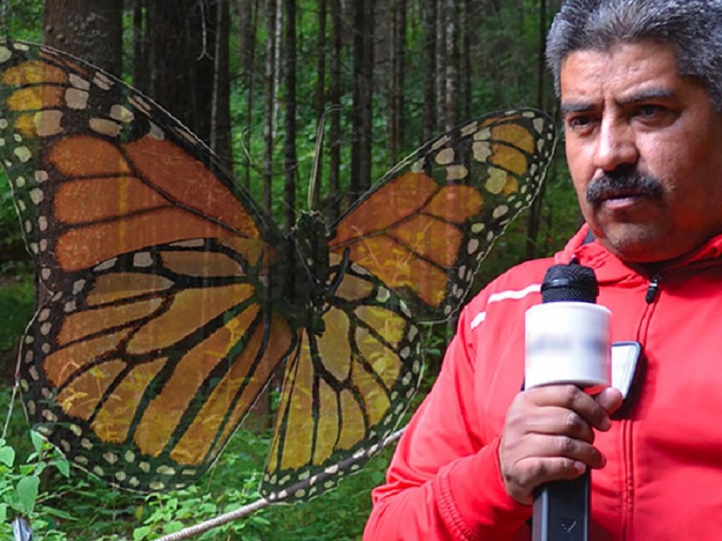 In Messico ucciso l’attivista Homero Gomez che difendeva le farfalle monarca: aveva subìto minacce a causa della sua lotta contro il contrabbando di legname
