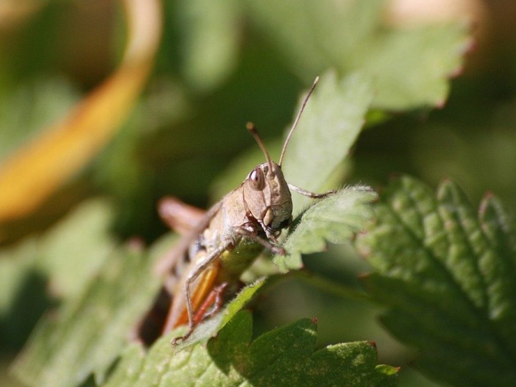 Invasione di locuste in Etiopia, partono gli aerei insetticidi: sono ormai milioni gli ettari di terreno devastati dagli insetti