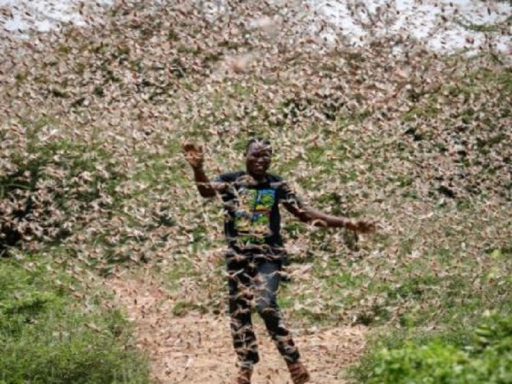 L'invasione delle locuste in Africa ora colpisce anche l'Uganda: pronto un piano di emergenza. Kampala invia aerei, trattori e pick-up per campagna pesticidi