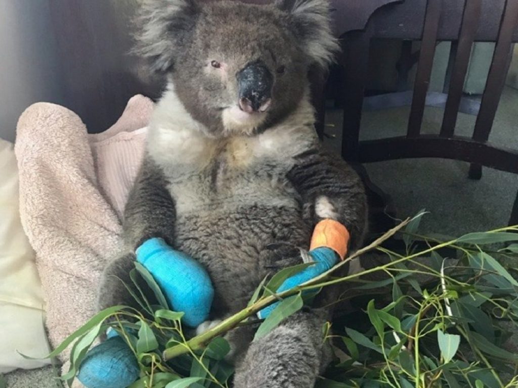 Australia: è morto Billy, il koala con le zampette ustionate simbolo degli incendi. Si stima che siano già morti per le fiamme 1 miliardo di animali
