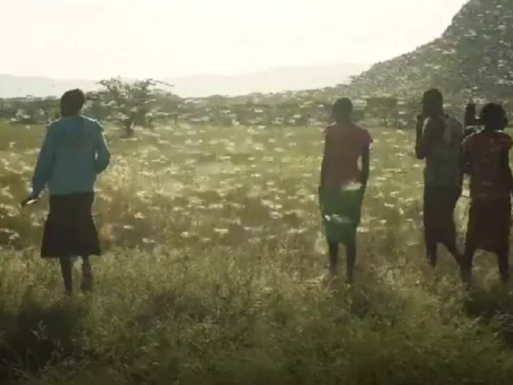 La Somalia è invasa dalle locuste, proclamata l’emergenza nazionale: gli sciami di insetti che si sono riversati nel Paese africano rischiano di provocare una grave crisi alimentare