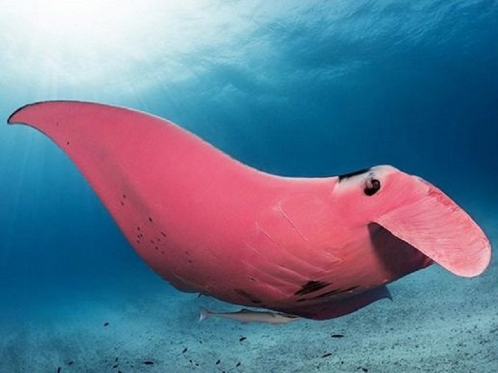 Fotografata nella Grande Barriera Corallina l’unica manta rosa conosciuta al mondo: il suo primo avvistamento risale al 2015