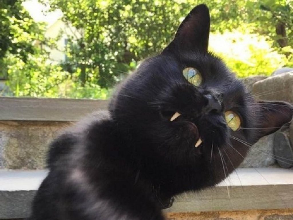 Monk, il “gatto vampiro” è una star su Instagram
