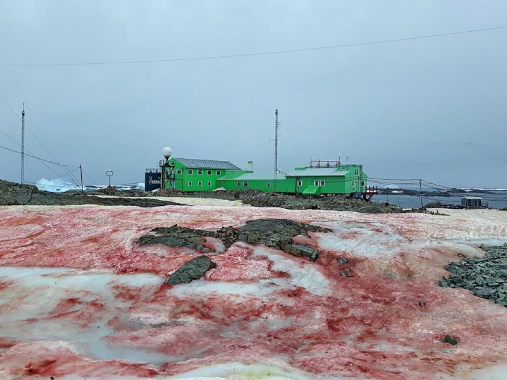 Il fenomeno della neve di sangue nella penisola Antartica nelle foto scattate dai ricercatori all’esterno della base ucraina Vernadsky: ecco la spiegazione