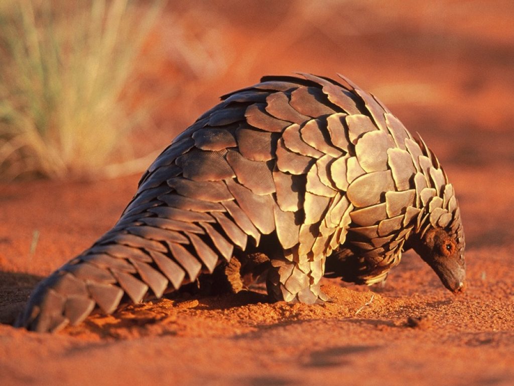 Il Coronavirus potrebbe salvare la vita al pangolino, il mammifero più trafficato del mondo: centinaia di migliaia di esemplari vengono uccisi ogni anno per la loro carne