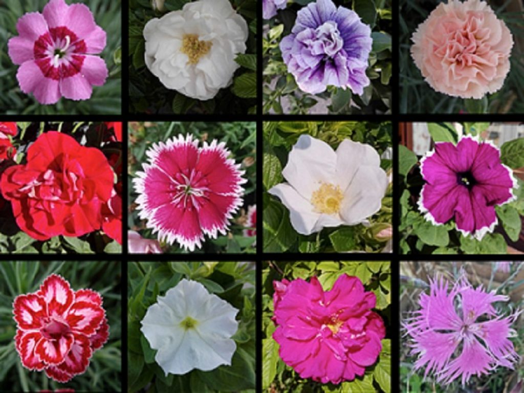 Individuata la causa della moltiplicazione dei petali in alcune popolari varietà di fiori: è dovuta a mutazioni genetiche naturali