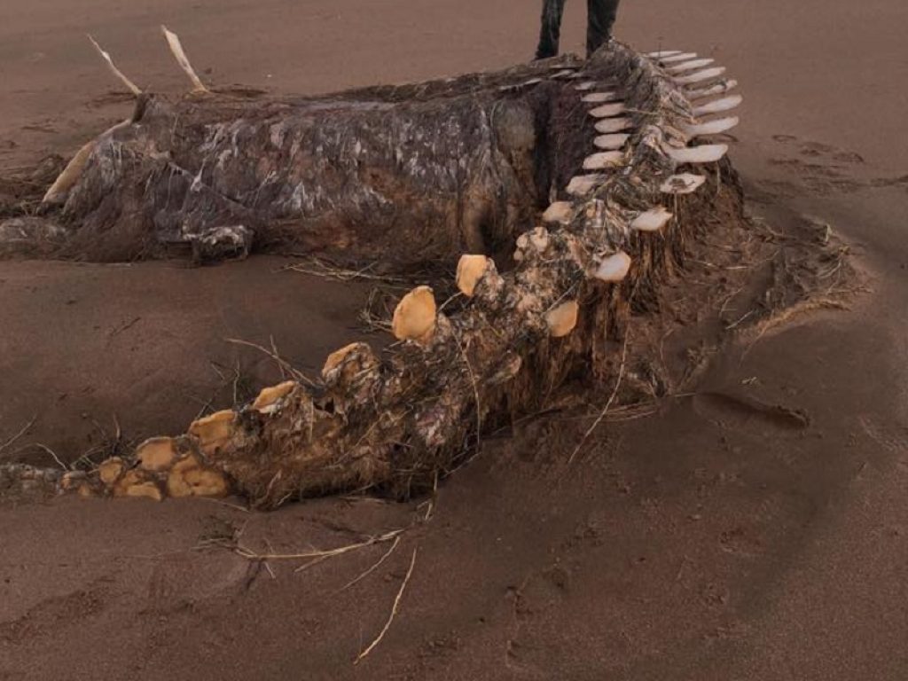 Scozia, ritrovato ad Aberdeen lo scheletro di una misteriosa creatura gigante: in molti sostengono si tratti del mostro di Loch Ness