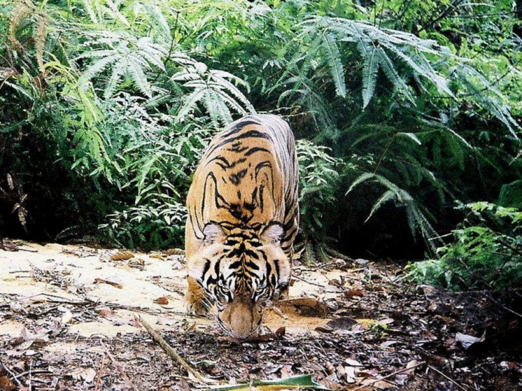 Fototrappole hanno ripreso una tigre all’altitudine di 3.165 metri nel Nepal orientale: per il Wwf bisogna mappare tutti i potenziali habitat lungo la catena montuosa