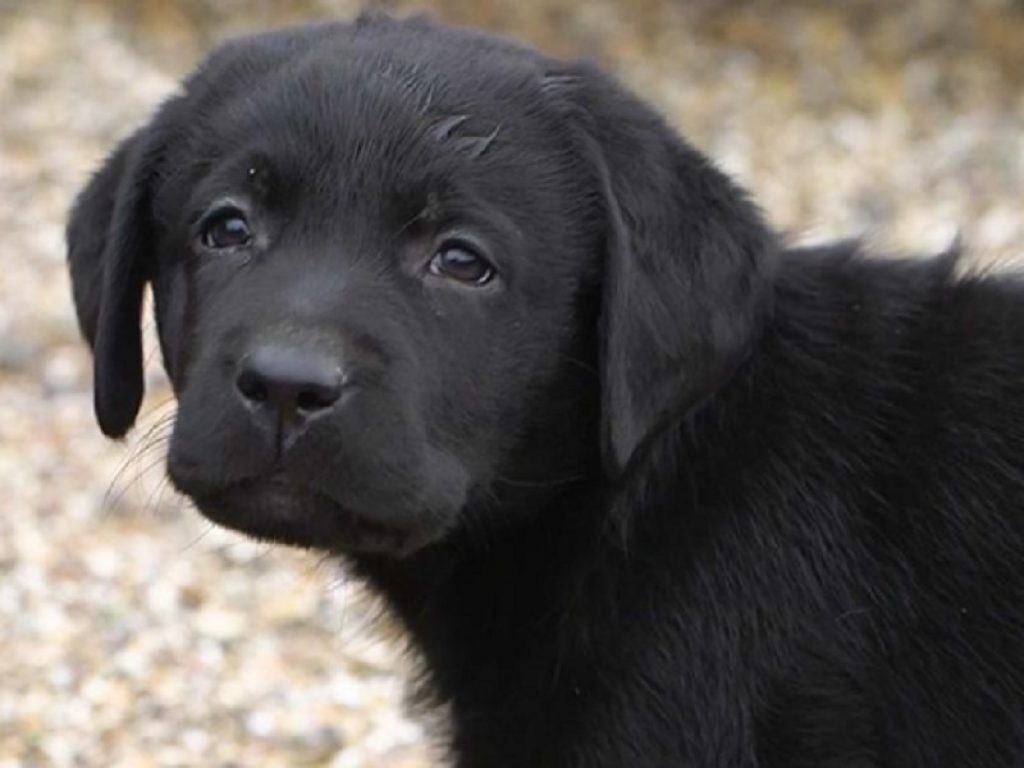 Traffico di cani e gatti: il Parlamento europeo chiede nuove e più stringenti misure contro il commercio illegale di cuccioli