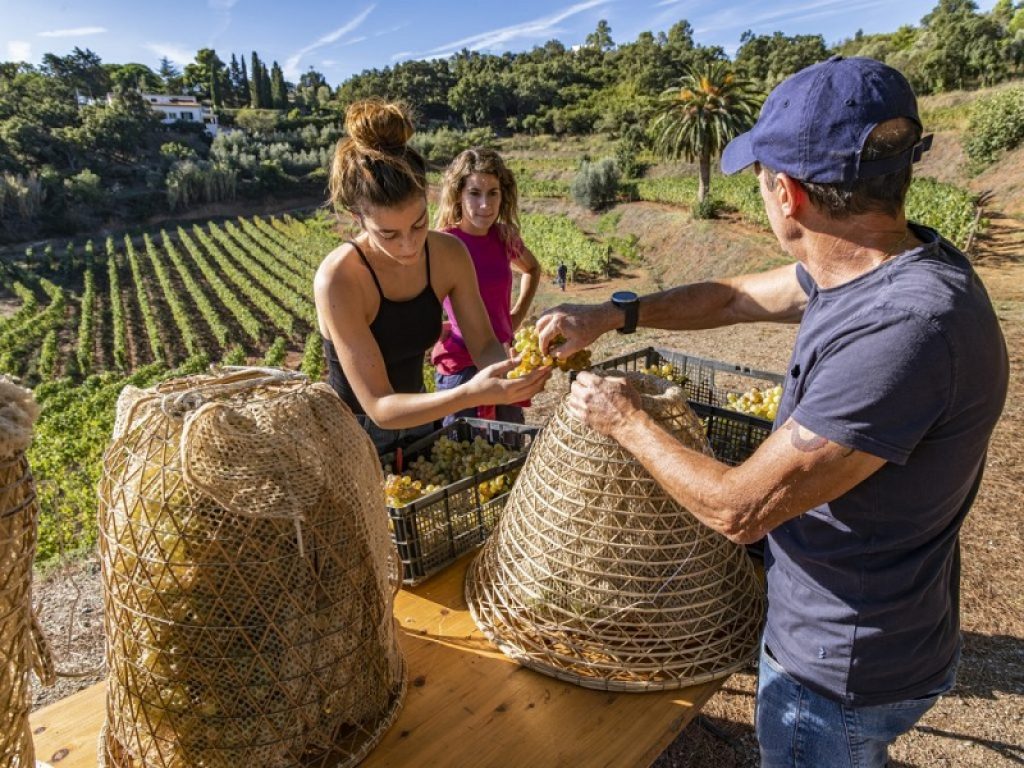 Nesos: all'Elba prodotto il vino di 2500 anni fa
