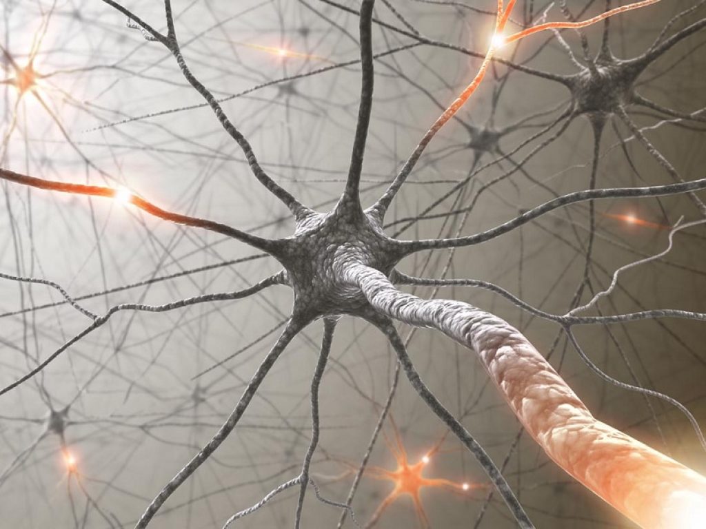 Ricercatori scoprono come comunicano gli astrociti