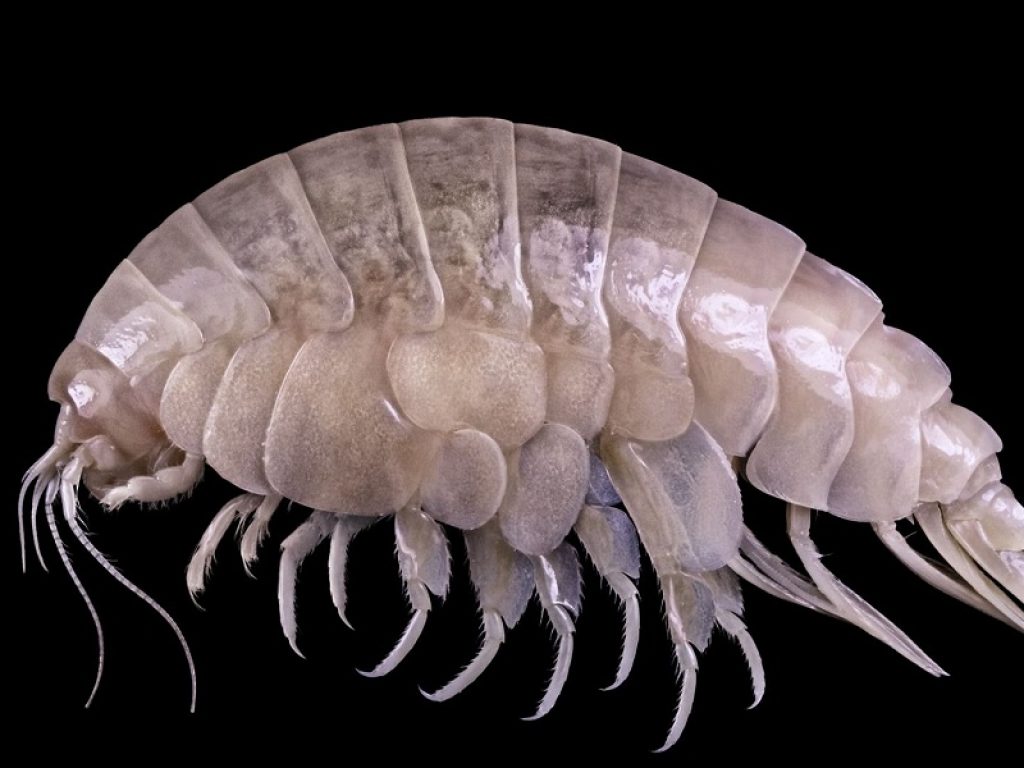 Eurythenes plasticus: nuova specie scoperta in mare