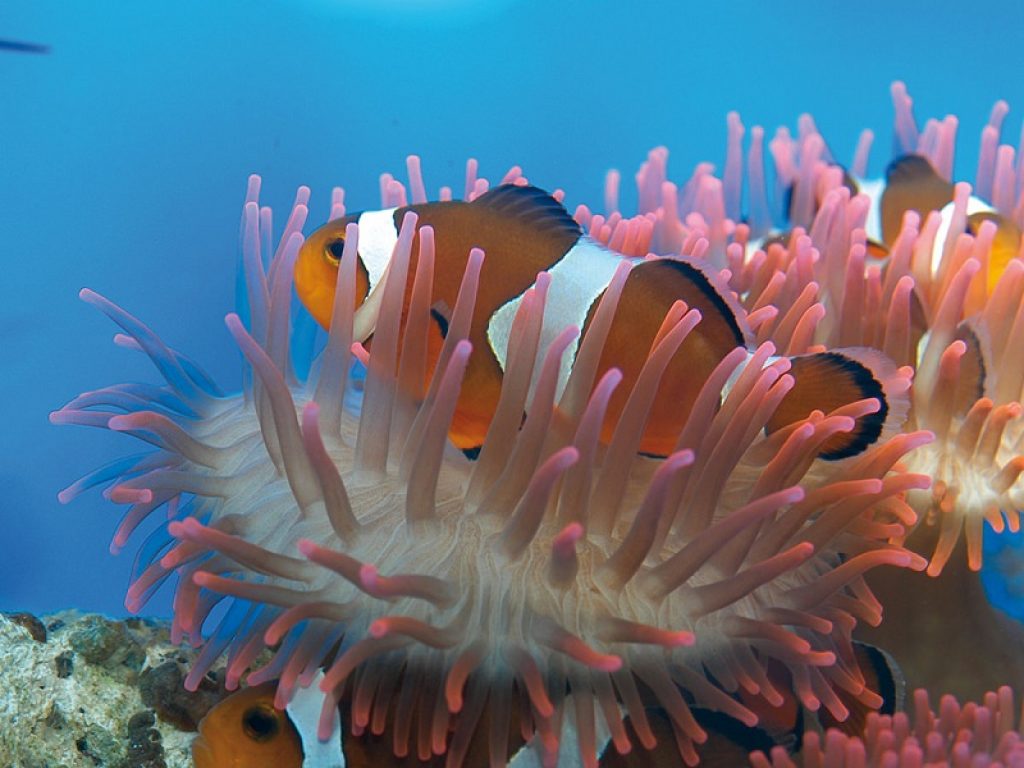 Coronavirus: l'Acquario di Genova si visita da casa