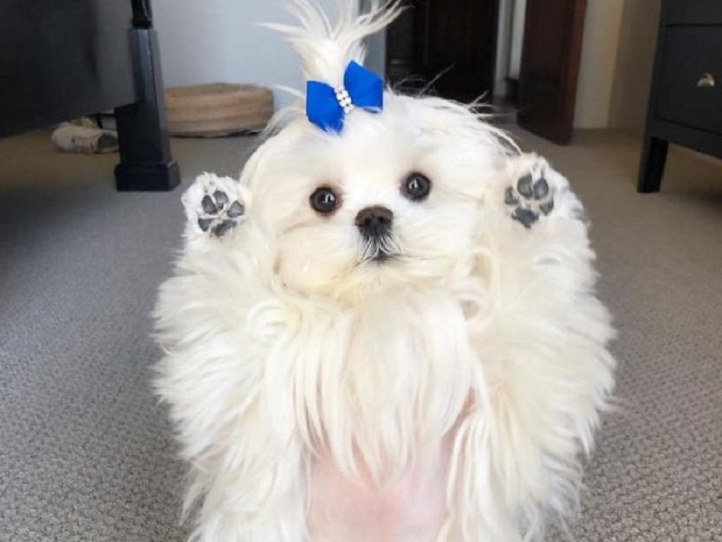 La simpatia di Coco, il cane che fa la ola: questa simpatica maltesina vive con la sua sorellina Cici a Scottsdale, in Arizona