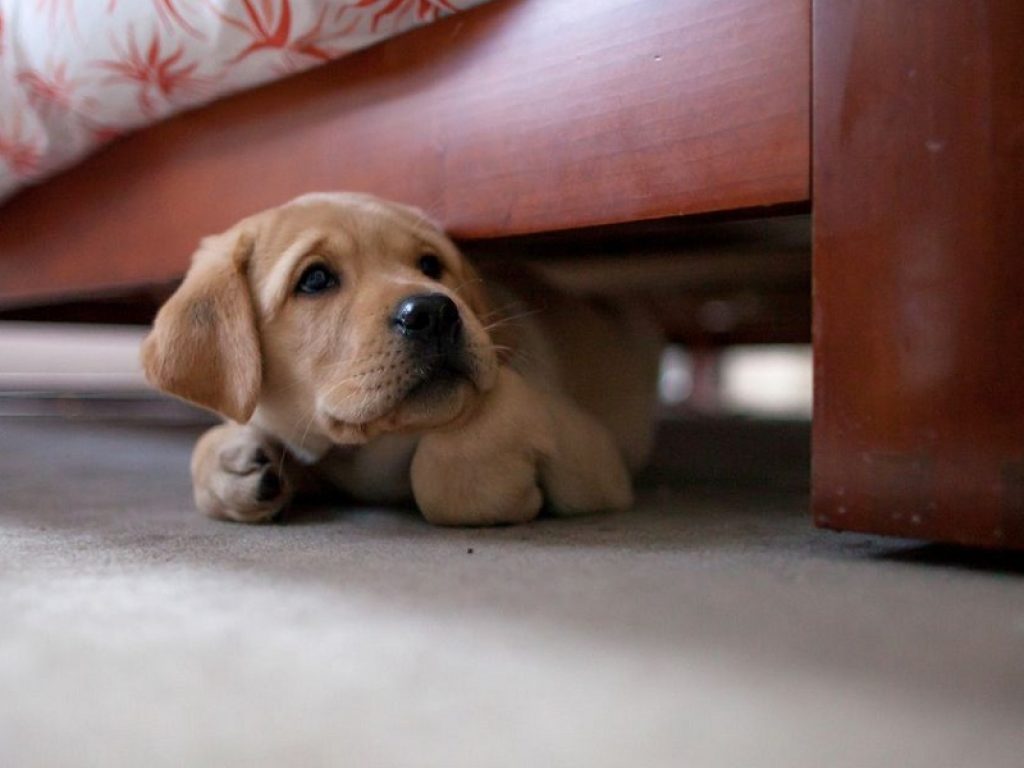 Rumore principale fonte di ansia e stress per i cani