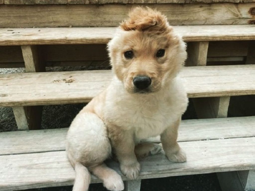 Rae, il cane “unicorno” è una star di Tik Tok