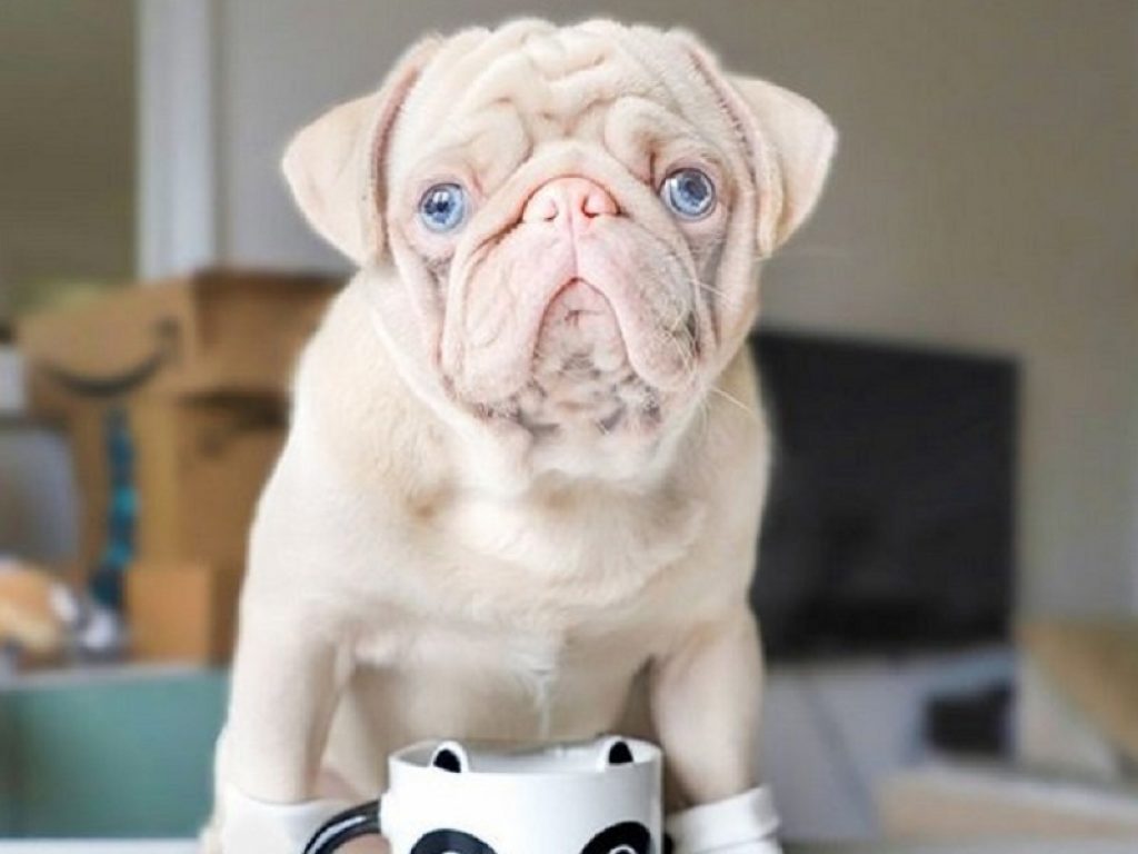 Tutti pazzi per Milkshake, il carlino rosa che ha conquistato Instagram: nel mondo esistono solo un centinaio di esemplari come questo cucciolo