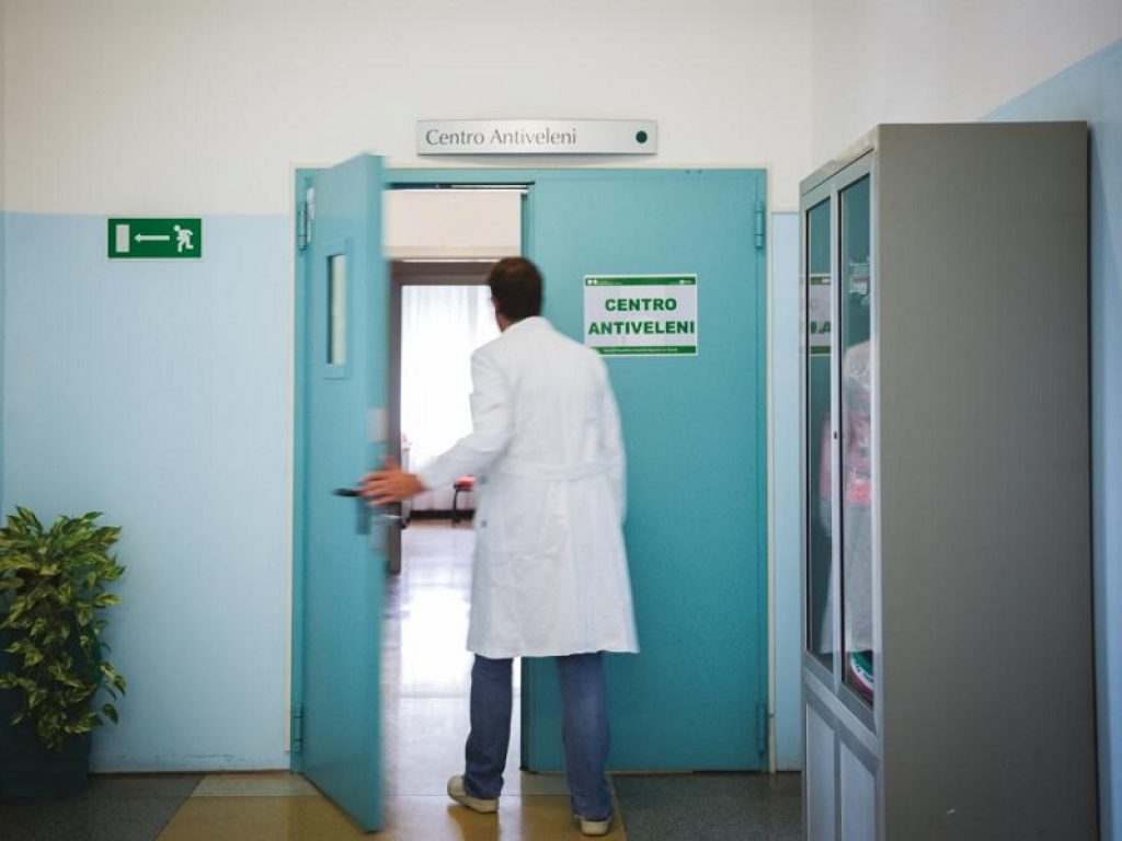 Dalle vipere alle vespe, dalle meduse ai calabroni. D'estate aumenta la possibilità di punture di questi animali, i consigli degli esperti