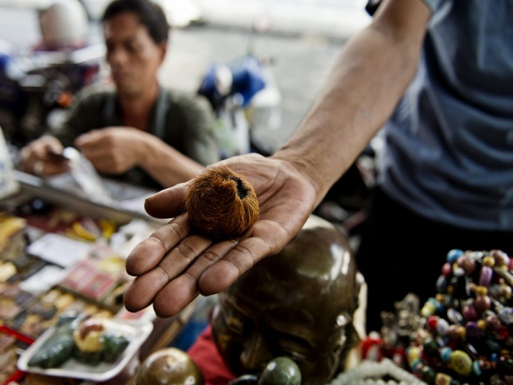 WWF: lo Spillover alla sorgente dei nuovi virus che infettano l’uomo. Ecco come funziona il fenomeno conosciuto come "salto interspecifico"