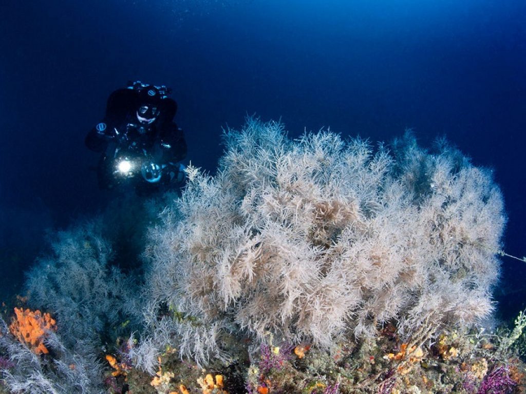 La foresta di corallo nero delle Tremiti arriva in Tv
