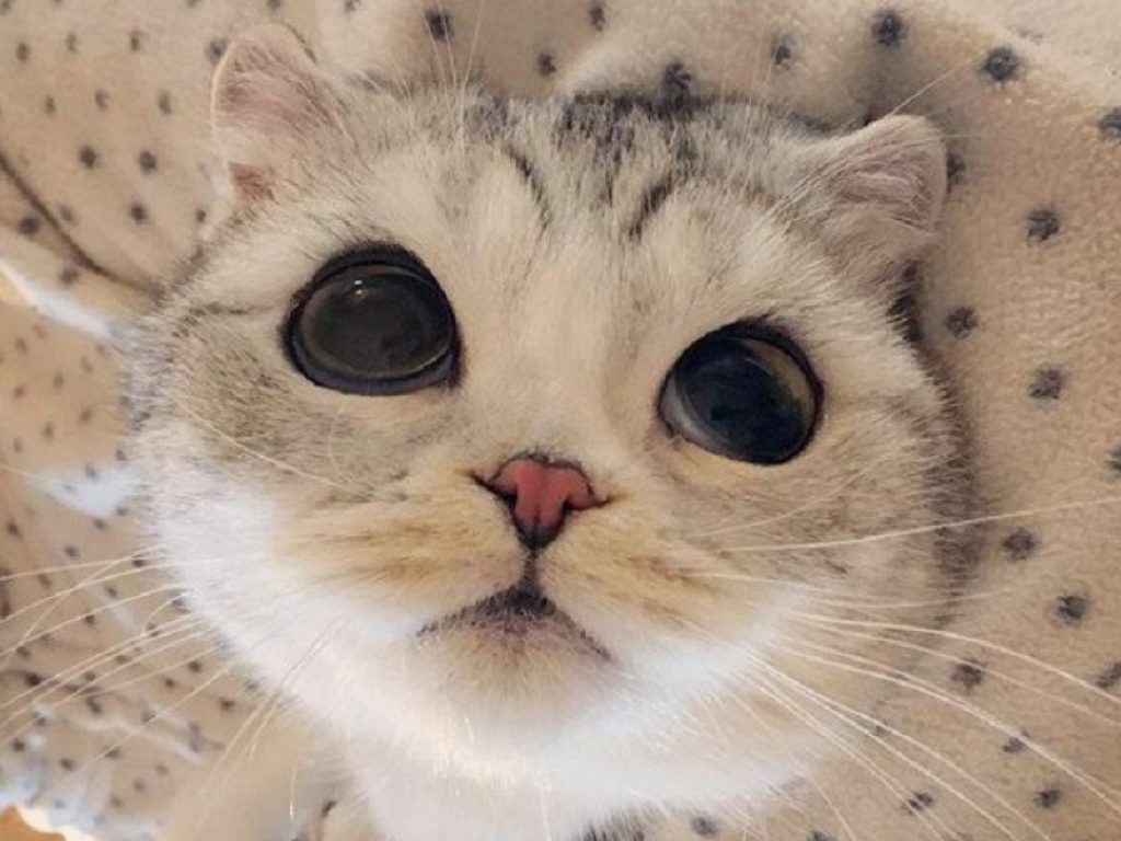 Gli occhi grandi di Hana, il gatto che sembra un cartone animato: può già vantare oltre 800mila follower su Instagram