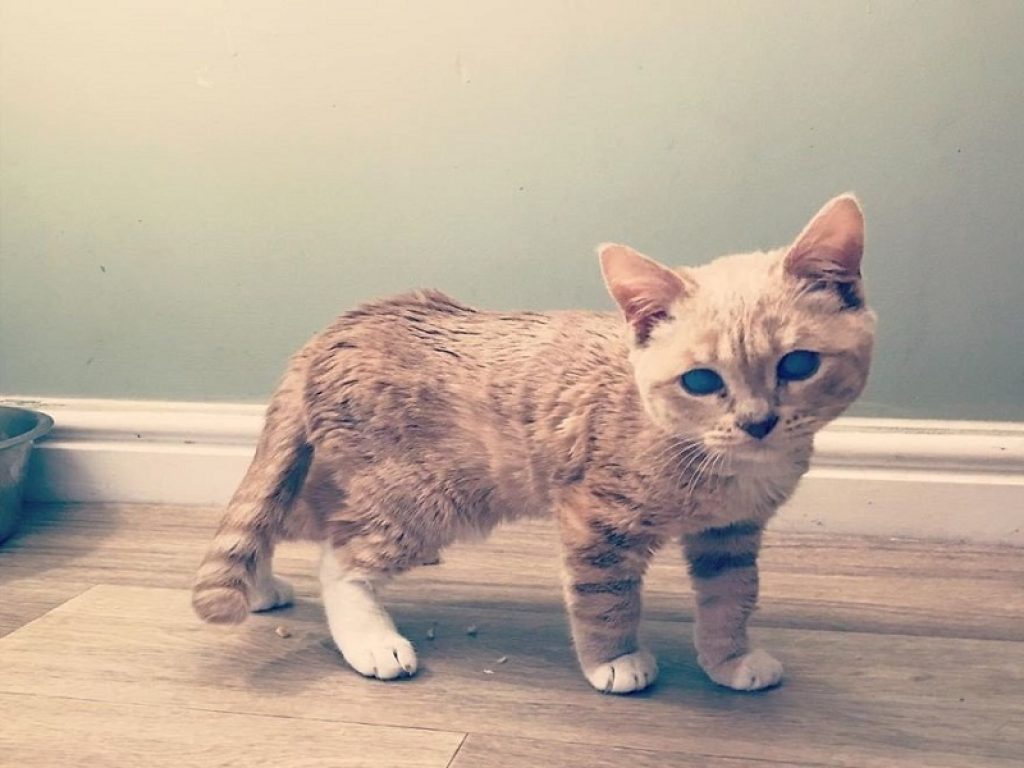 Munchie, l’adorabile gattino che non crescerà mai