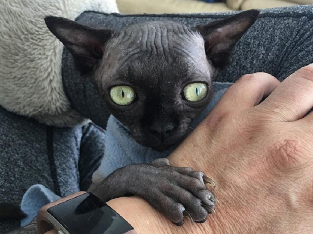 Lucy the BatCat, l’adorabile gatto pipistrello fa razzie di cuori su Instagram